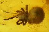 Fossil Caddisfly (Trichoptera) & a Spider (Araneae) in Baltic Amber #183585-1